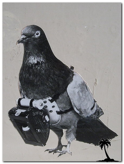 Mail Pigeon camera